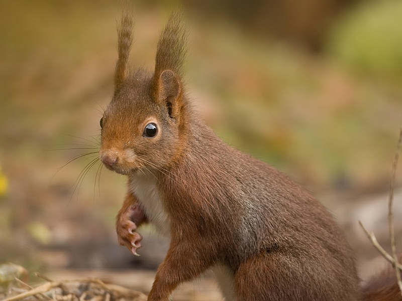 Sciurus vulgaris Eekhoorn Eurasian Red Squirrel